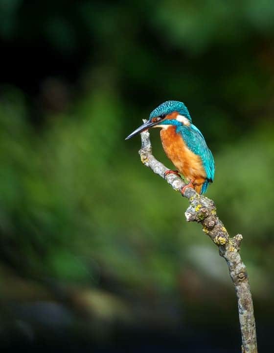Kingfisher wildlife photography workshop Northumberland